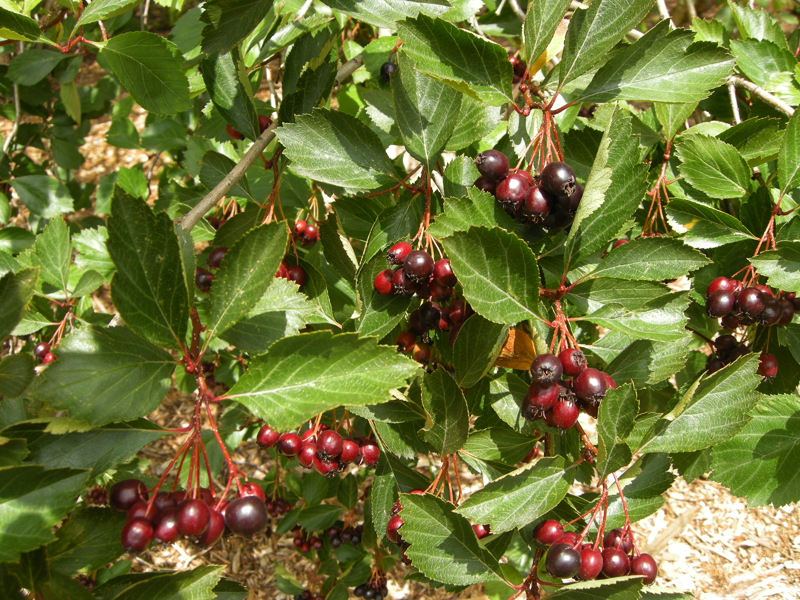 Crataegus douglasii - leaves and ripening fruit