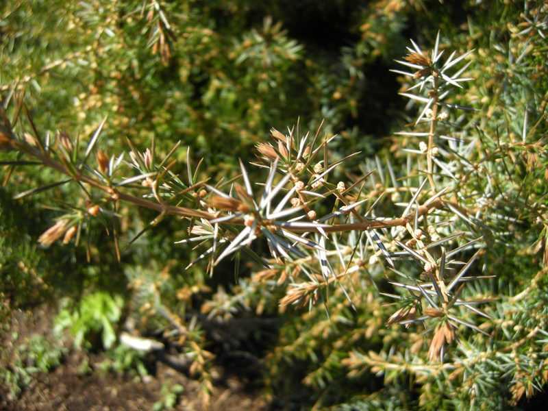 Juniperus communis - closeup of leaves