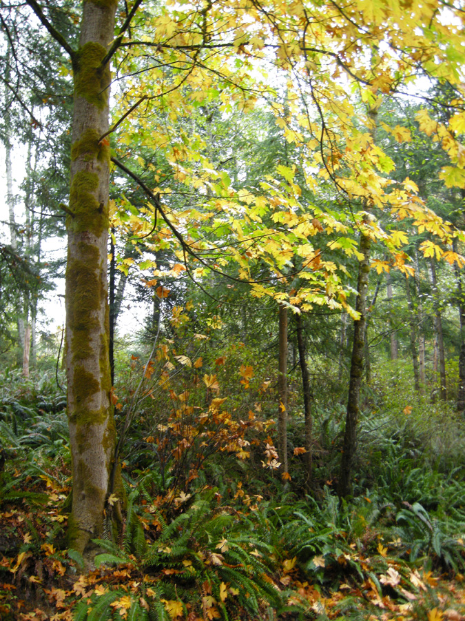 Acer macrophyllum - Fall colour